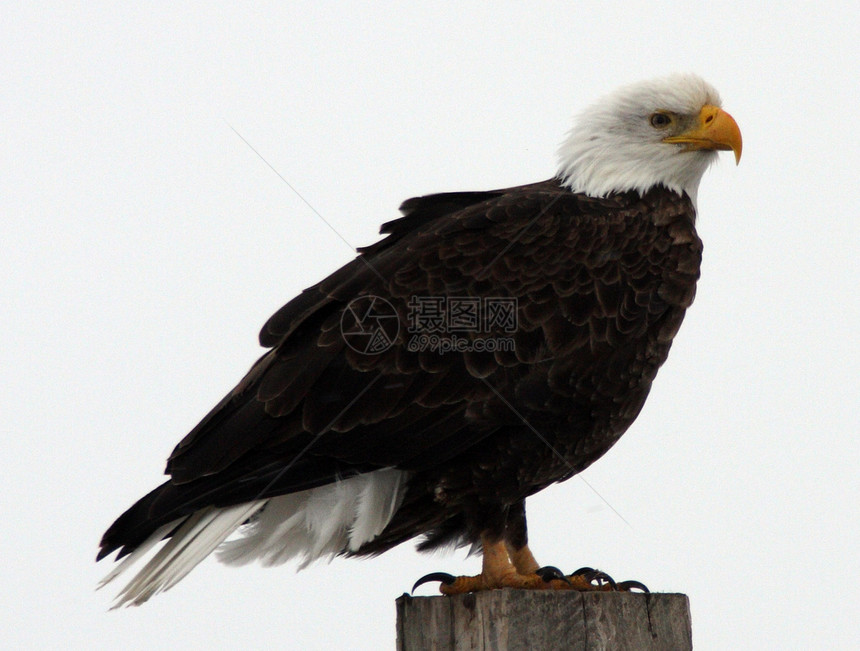 照片来自CA全国野生动物保护区下Klamath 美国避难所枝条白头鹰国家猫头鹰动物图片