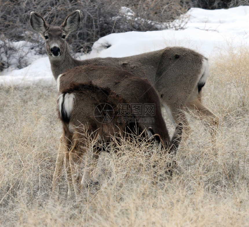 照片来自加利福尼亚州下Klamath国家野生动物保护区 CC野生动物游戏避难所场地动物骡鹿国家图片