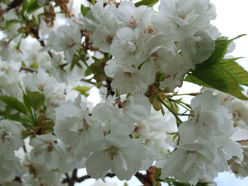 白樱花叶子绿色水平植被木头树木环境白色树干生长图片
