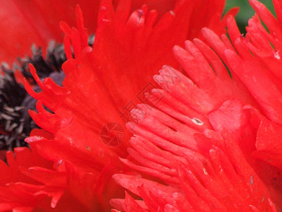 黑色中心红花背景图片