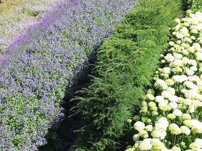 白绿花和紫花图片