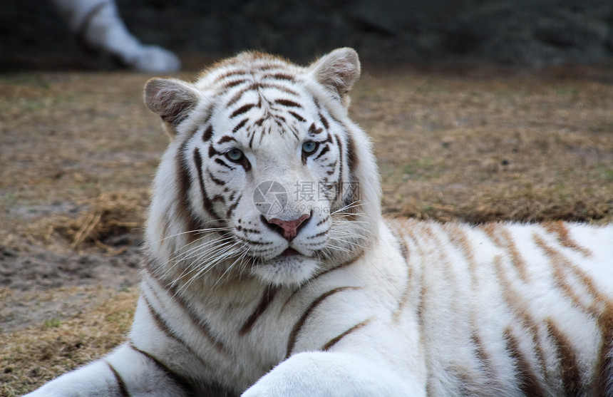 白老虎闭合野生动物食肉侵略森林猎豹打猎动物园濒危条纹动物图片