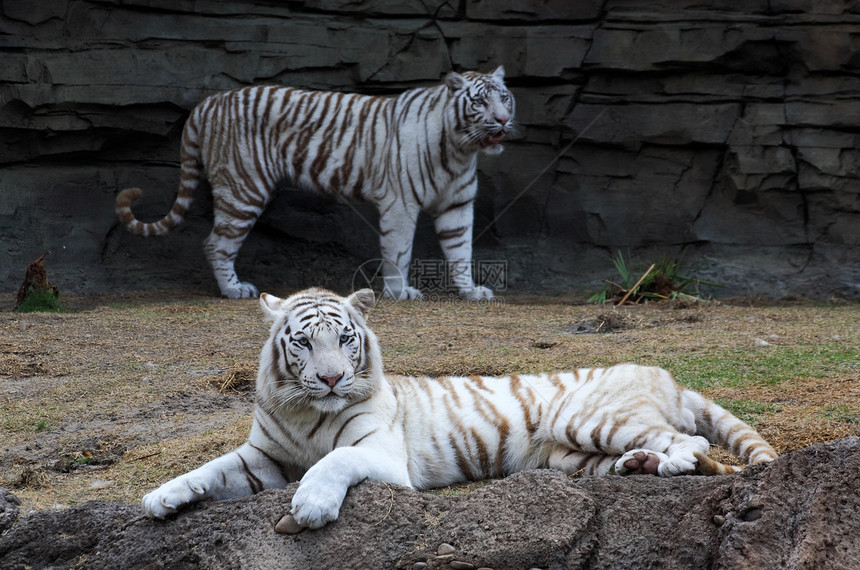 白老虎闭合濒危牙齿猎豹愤怒动物园打猎野生动物狮子猎人公园图片