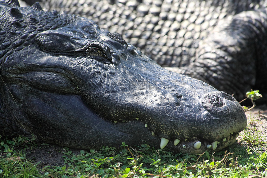 佛罗里达州公园里的鳄鱼野生动物公园竞争者焦虑竞争沼泽爬虫荒野恶梦危险图片