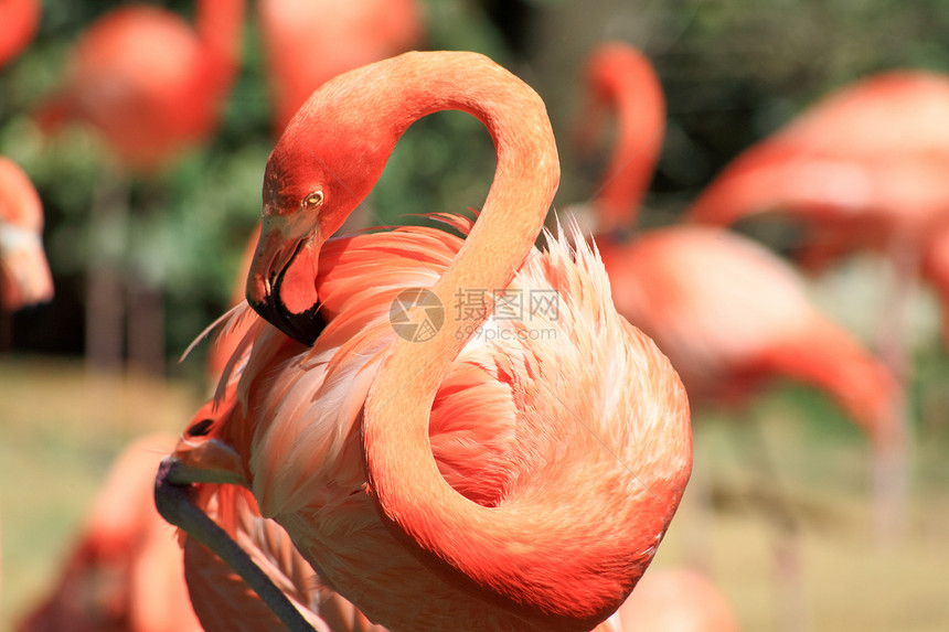 佛罗里达一个公园里的红色火烈红火烈酒美丽橙子异国丛林池塘荒野翅膀脖子羽毛野生动物图片