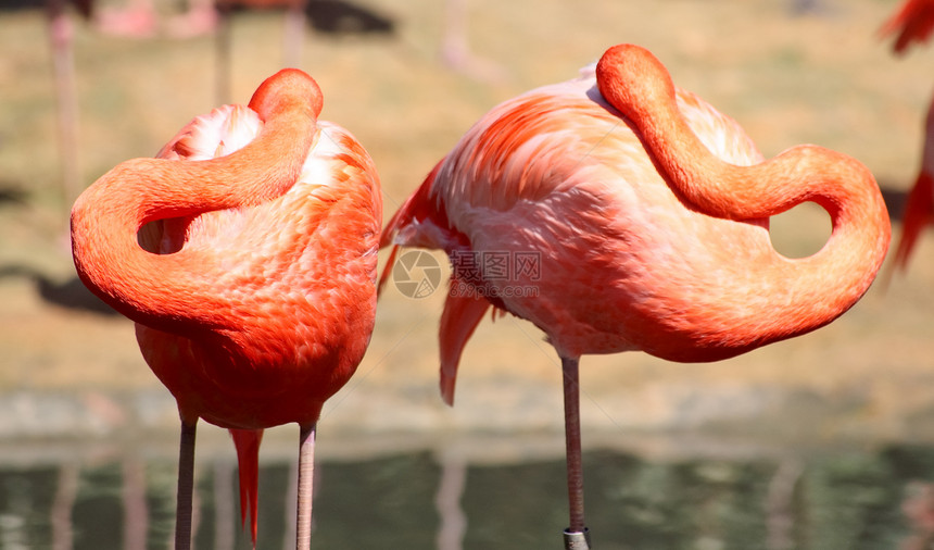 佛罗里达一个公园里的红色火烈红火烈酒情调丛林野生动物脖子荒野橙子生物动物园翅膀池塘图片