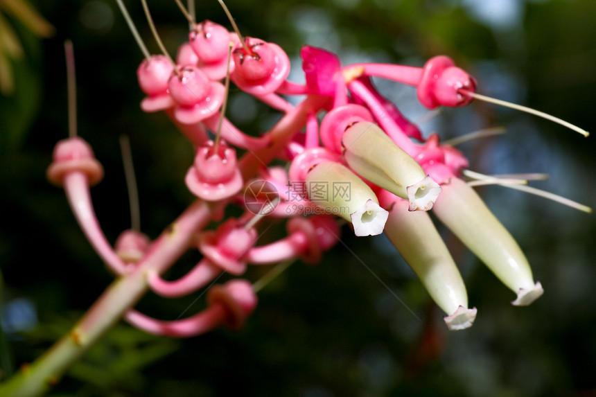 植物园的花朵灯泡紫色植物花园公园花瓣生长季节图片