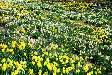 脱颖而出水仙花在春天盛开农村公园花瓣白色晴天灯泡国家季节花园失真背景