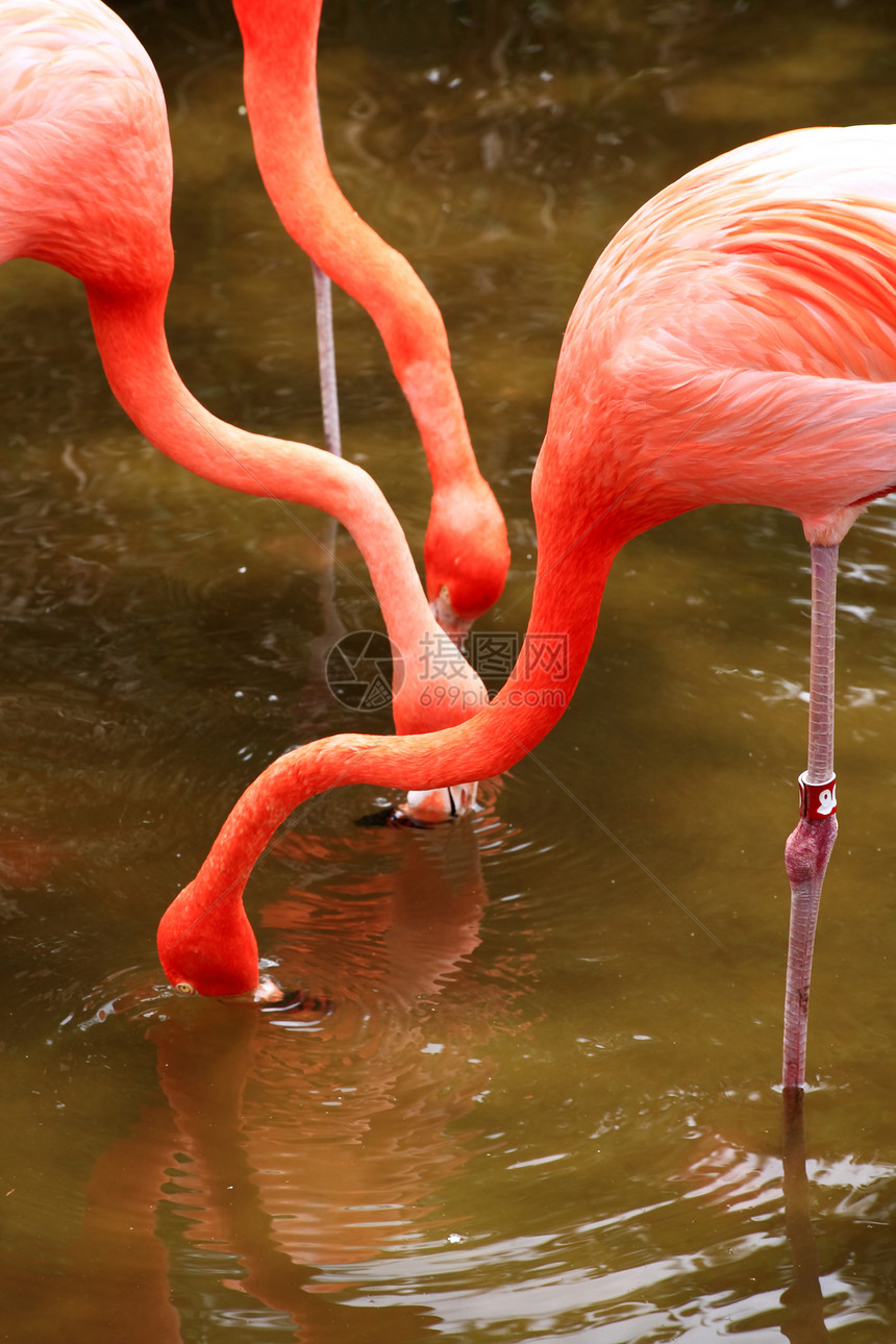 佛罗里达一个公园里的红色火烈红火烈酒生物翅膀动物园情调美丽野生动物橙子脖子丛林荒野图片