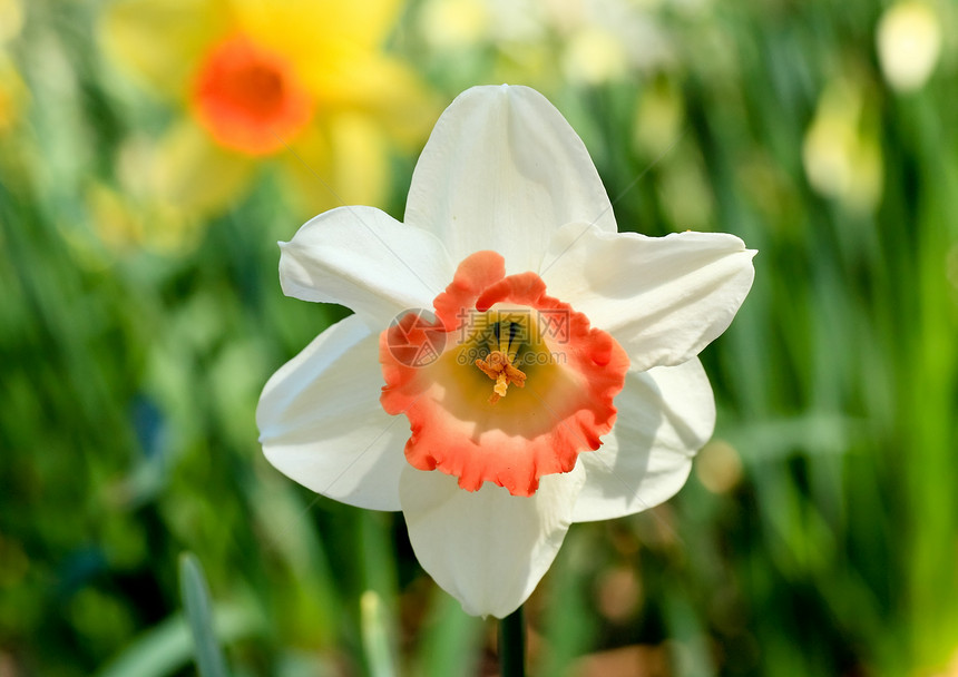 水仙花在春天盛开白色镜片花园花瓣晴天季节植物农村国家公园图片