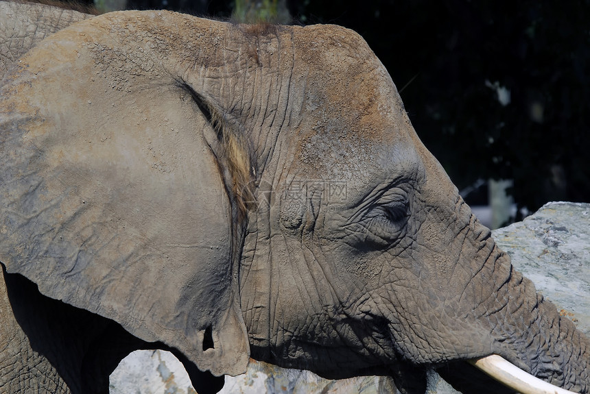 大象力量树干灰色象牙皮肤荒野旅行动物园耳朵野生动物图片