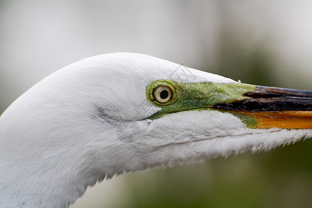 白色苍鹭佛罗里达一个公园中的热带鸟野生动物羽毛荒野白色蓝色眼睛池塘苍鹭脖子背景