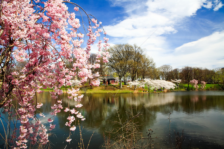 新泽西的樱花花节游客公园反射旅游旅行生长城市吸引力时间观光图片