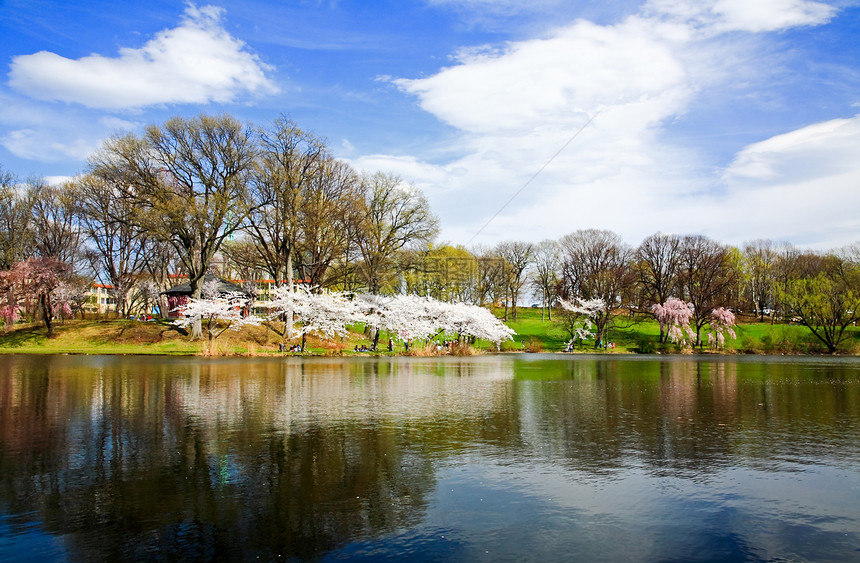 新泽西的樱花花节公园时间旅行季节旅游生长观光吸引力蓝色球衣图片