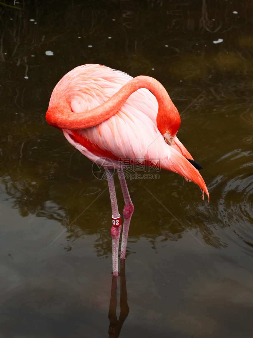 佛罗里达一个公园里的红色火烈红火烈酒丛林荒野脖子生物羽毛动物园沼泽地火烈鸟橙子异国图片