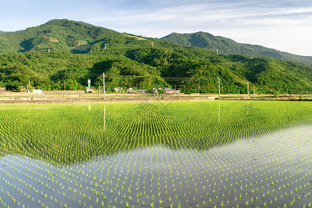 美丽的绿绿农场文化森林草原环境生长地面场景食物草地场地背景图片