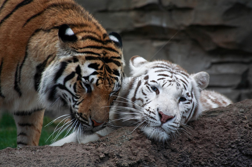 两只老虎在玩图片