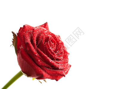 红玫瑰 有水滴红色白色热情礼物周年纪念日花园浪漫飞沫花束背景图片