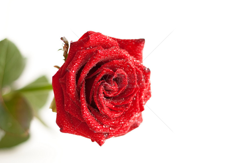 红玫瑰 有水滴纪念日热情花束白色叶子浪漫红色花园飞沫周年图片