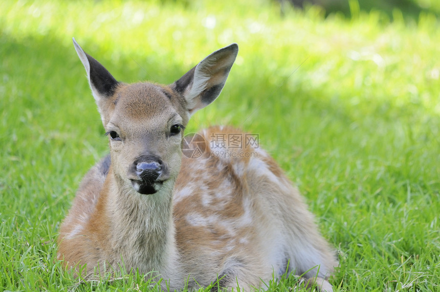 年轻的小母鹿森林耳朵绿色荒野场地公园专注乡村生活毛皮图片