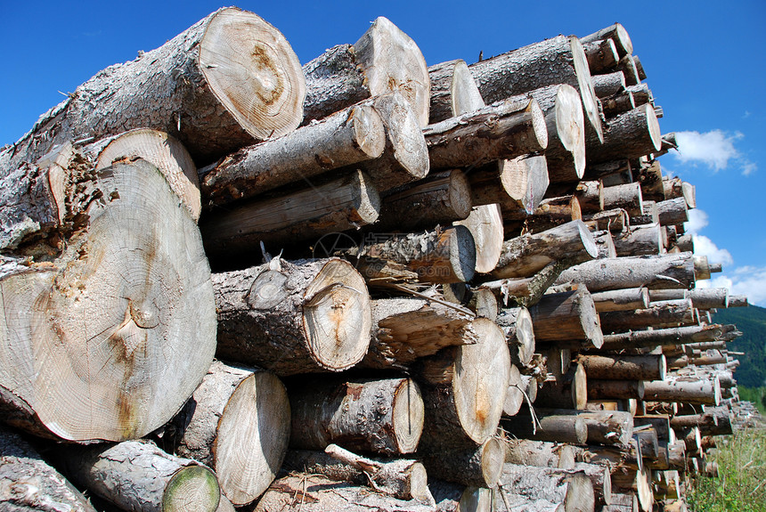 林木产品木头生态云杉戒指森林木材活力工作蓝色图片