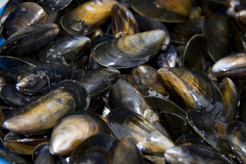 贝壳美食生活营养海鲜食物贝类海洋岩石市场图片