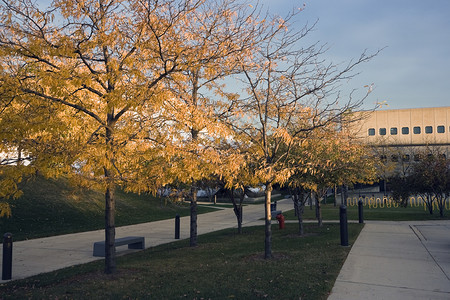 赖特学院前的树木高清图片