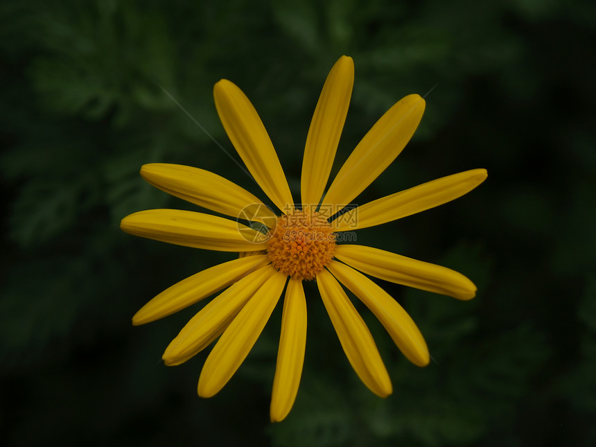 美丽的花朵生长花瓣展示情调紫色兰花异国玫瑰植物学文化图片