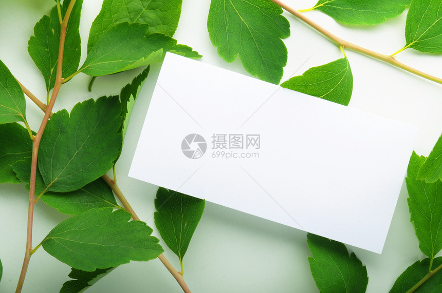 纸张绿色问候语生态树叶温泉环境卡片雏菊笔记叶子图片