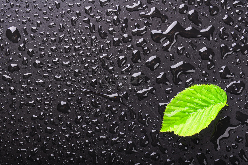 叶子森林下雨墙纸生态树叶温泉环境绿色树木卡片图片