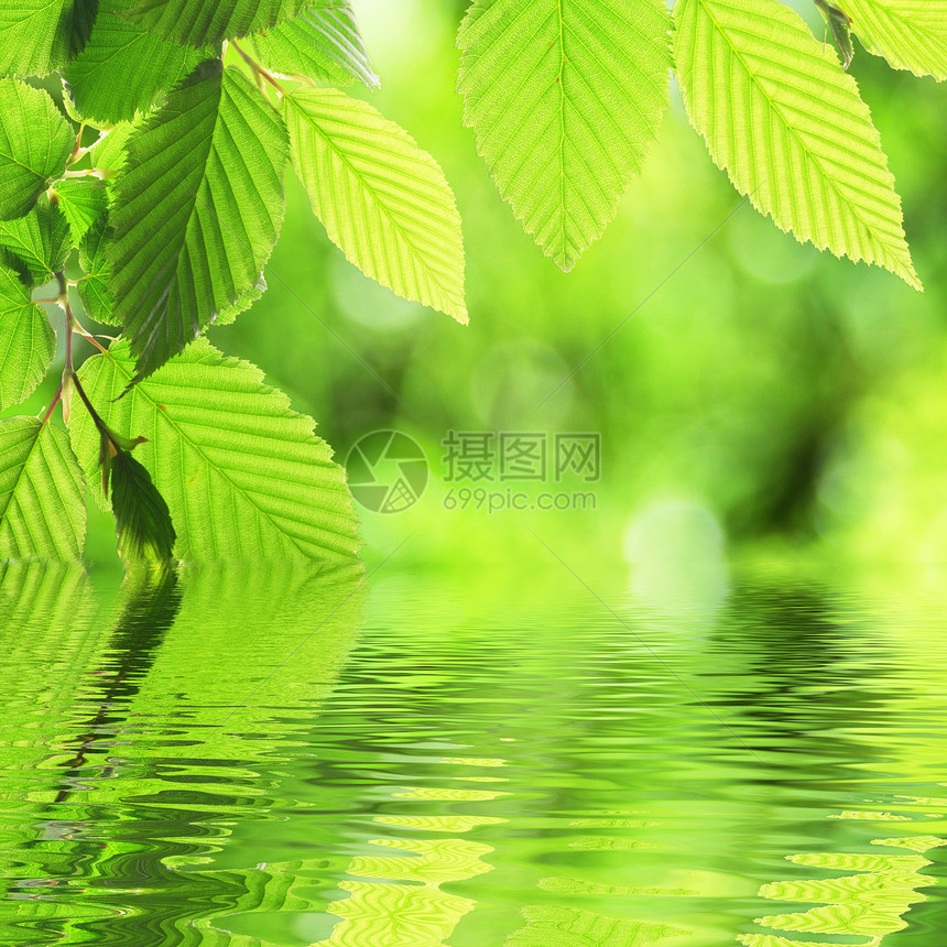 绿色休假和水花园分支机构问候语环境健康树叶生态温泉反射卡片图片