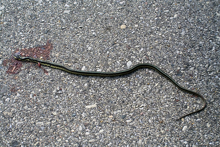 死蛇在路上背景图片