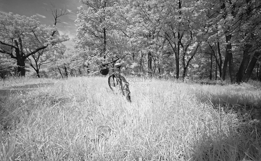 新泽西的南山保留地阴影支撑灌木丛风景梦幻岩石松树公园白色美化图片