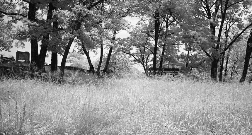 新泽西的南山保留地松树灌木丛岩石白色石头美化支撑红外线阴影梦幻图片