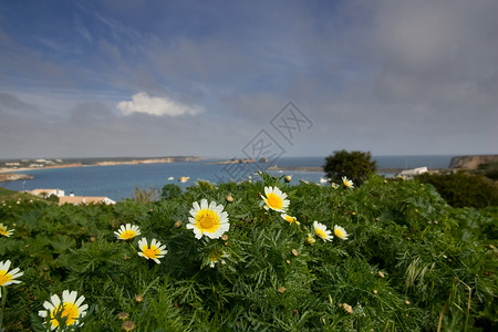 俯过海的鲜花湾背景图片