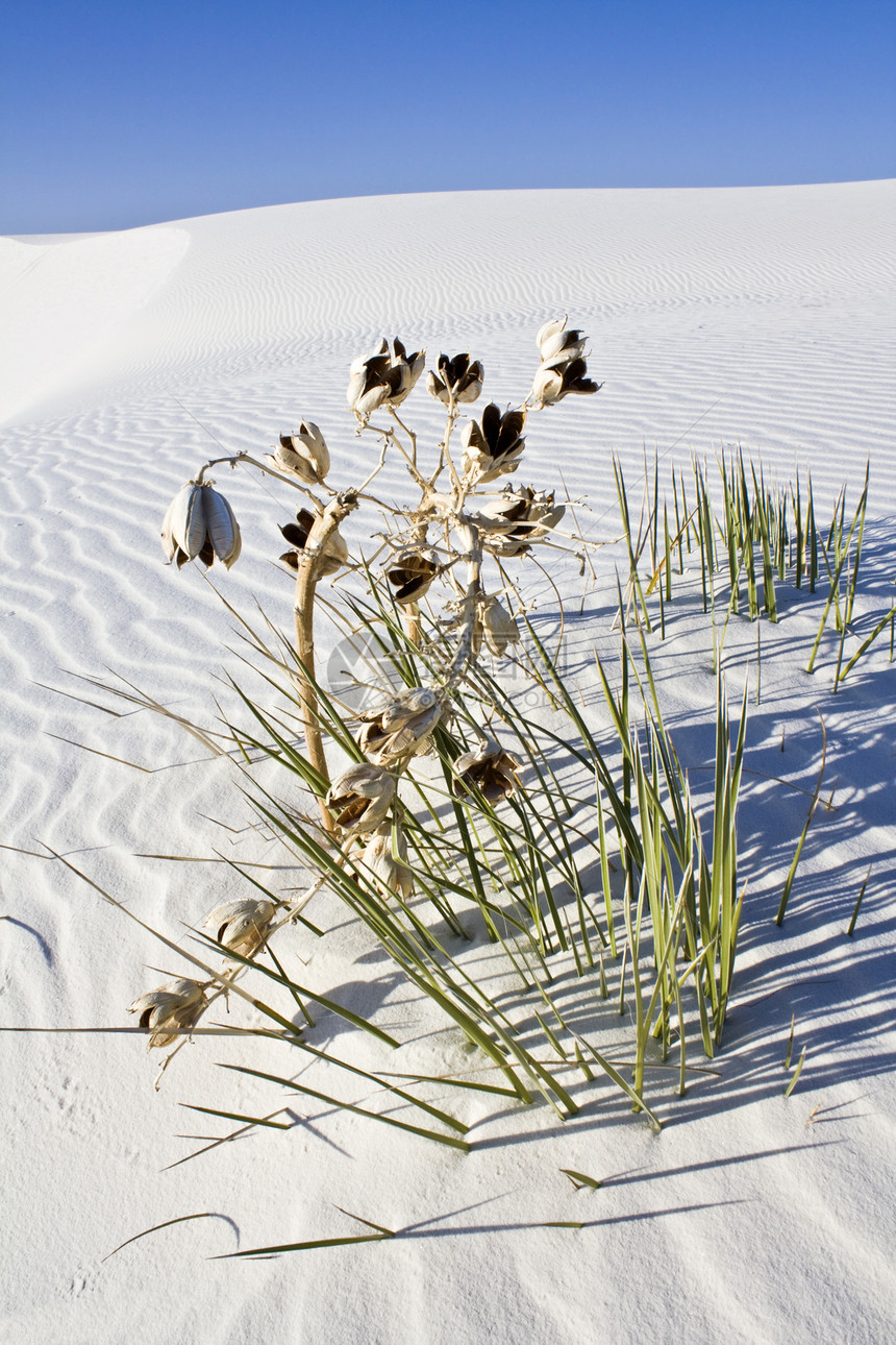 在白Dunes国家纪念碑中发现的孤独植物图片