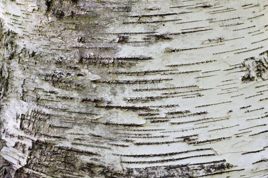 树干缝合时的白色树皮图片