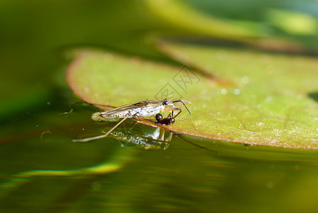 水位的倾斜度翅膀绿色动物宏观反射野生动物植物绿色植物昆虫蜘蛛背景