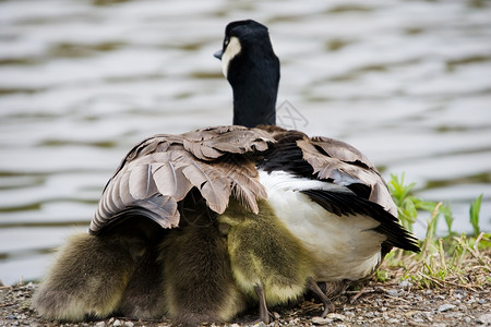 Goose 保护小鹅免受元素的伤害背景