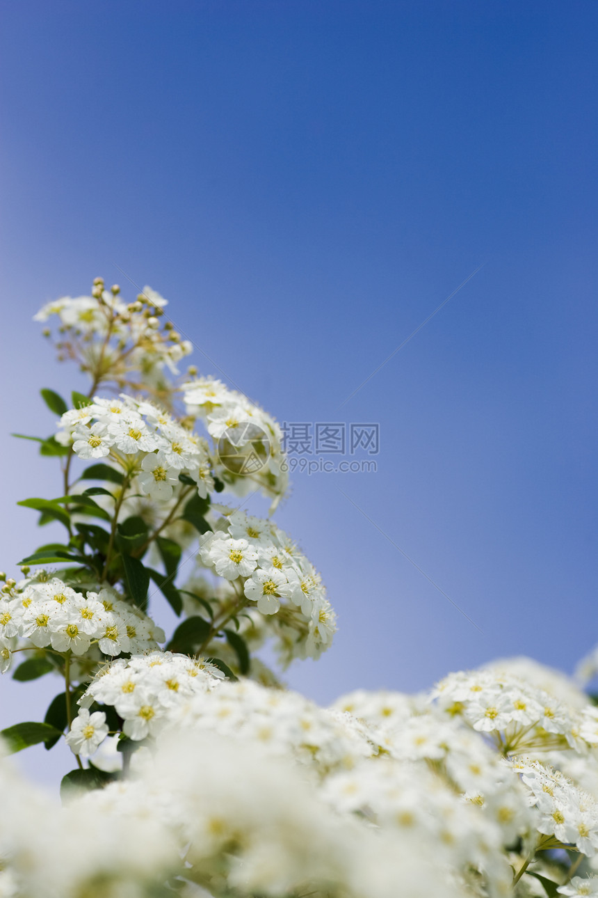 螃蟹苹果花花瓣植物晴天白色黄色花朵阳光生长天空太阳图片