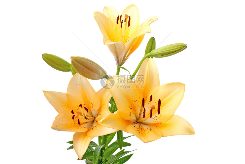 黄色百合花店庆典投标花束香味植物植物群作品橙子柔软度图片
