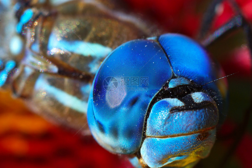 龙生活宏观野生动物眼睛动物漏洞昆虫身体蓝色图片
