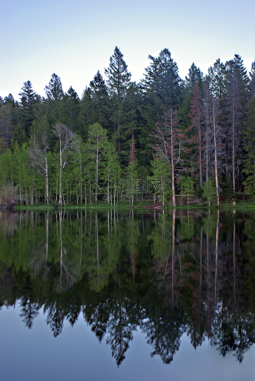 树木地平线镜子木头森林林地反射风景场景树叶蓝色图片