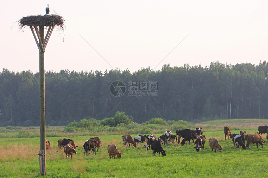 牛群团体奶牛食物场地土地天空牧场城市农场风景图片