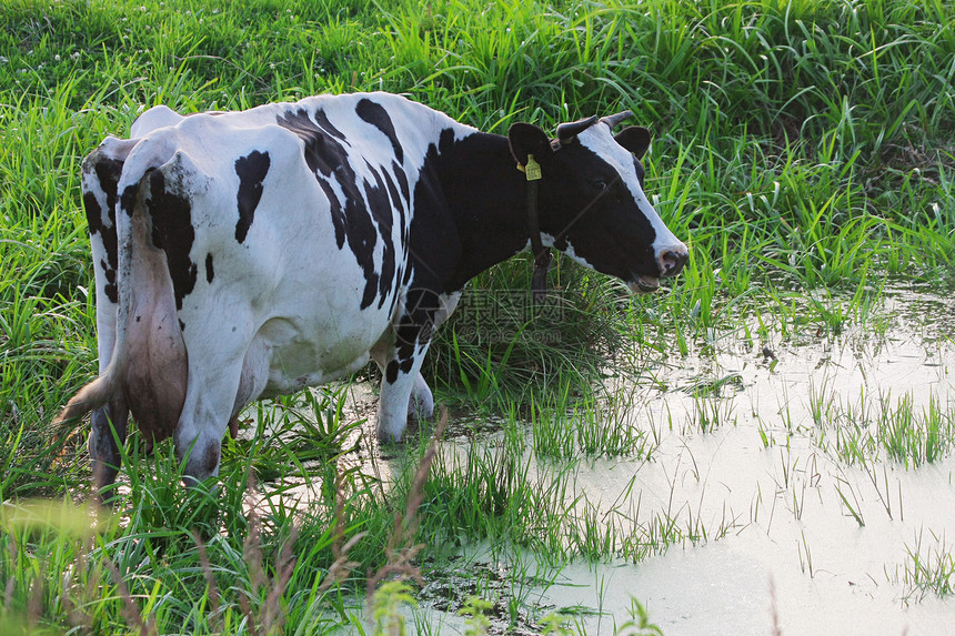 排碎的奶牛食物奶制品风景场地水池城市动物池塘摄影土地图片
