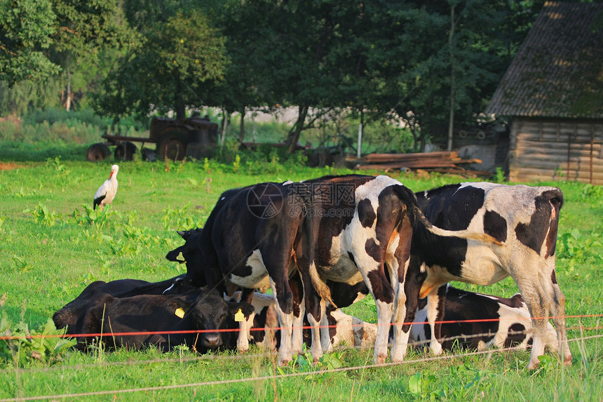 奶牛奶制品哺乳动物城市牧场动物木头场地家畜森林场景图片