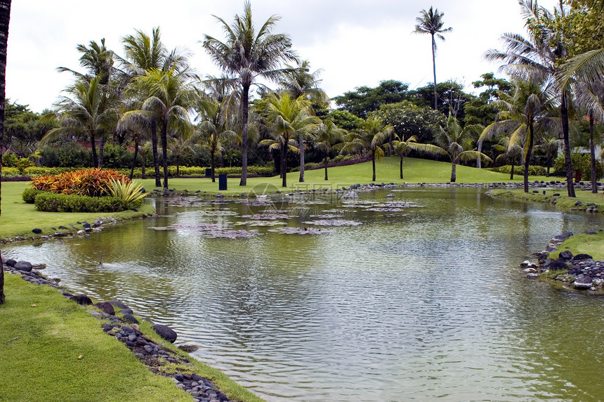 巴厘岛     有池塘和棕榈树林图片