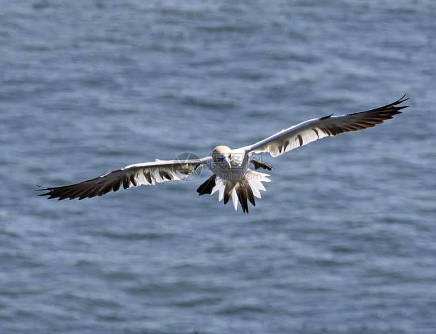 正在飞行的海鸥海洋翅膀航班羽毛图片