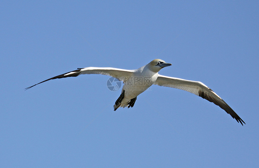 正在飞行的海鸥白色羽毛航班脑袋海洋海鸟天空低角度蓝色图片