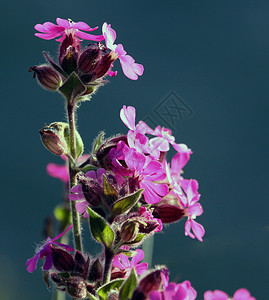 盛开的紫花背景图片